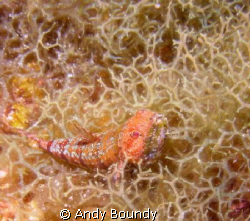 Sand Diver Lizard fish - you can see the teeth on this li... by Andy Boundy 